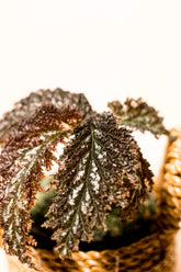 Begonia sp. Papua "Silver"